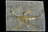 Detailed Ordovician Brittle Star (Ophiura) - Morocco #89218-1